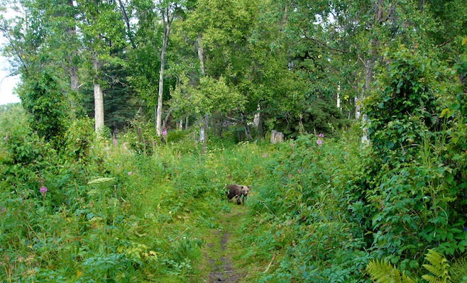 Grizzly Cubs